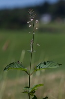 Circaea lutetiana L.