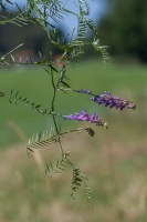 Vicia cracca L.