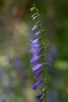 Campanula rapunculoides L.