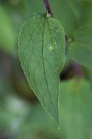 Campanula rapunculoides L.