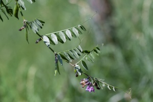 Vicia sepium L.