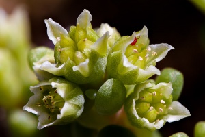 Sedum atratum L.