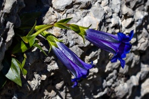 Gentiana clusii Perr. & Songeon