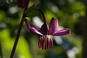 Lilium martagon L.