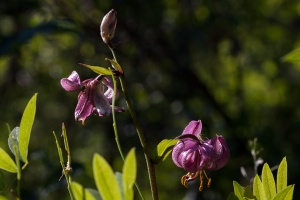 Lilium martagon L.