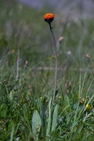 Hieracium aurantiacum L.