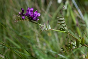 Vicia sepium L.