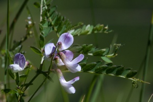 Vicia sylvatica L.