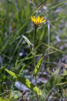 Crepis pyrenaica (L.) Greuter