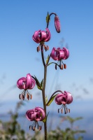 Lilium martagon L.