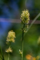 Tofieldia calyculata (L.) Wahlenb.