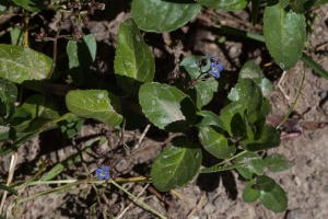 Veronica beccabunga L.