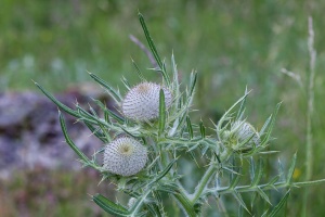 Cirsium eriophorum (L.) Scop.