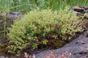 Alchemilla conjuncta aggr.