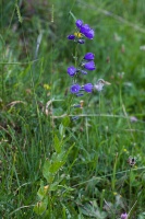 Campanula rhomboidalis L.