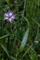 Dianthus superbus L.