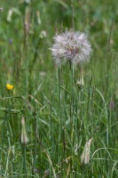 Tragopogon pratensis L.