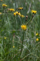 Crepis paludosa (L.) Moench