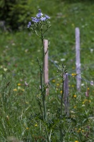 Lactuca plumieri (L.) Gren. & Godr.