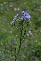 Lactuca plumieri (L.) Gren. & Godr.