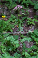 Pimpinella major (L.) Huds.