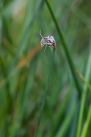 Eleocharis quinqueflora (Hartmann) O.Schwarz