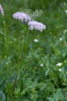 Chaerophyllum hirsutum L.