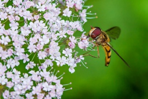 Chaerophyllum hirsutum L.