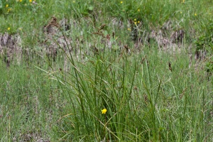 Carex paniculata L.