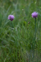 Allium schoenoprasum L.