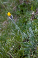 Hieracium villosum Jacq.