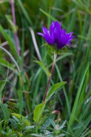 Campanula glomerata L.