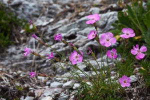 Dianthus sylvestris Wulfen