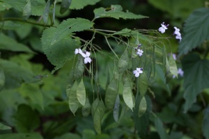 Lunaria rediviva L.