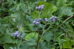 Arctium tomentosum Mill.