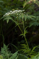 Myrrhis odorata (L.) Scop.