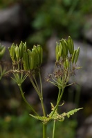 Myrrhis odorata (L.) Scop.