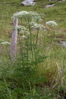 Peucedanum austriacum (Jacq.) W.D.J.Koch