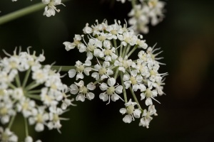 Peucedanum austriacum (Jacq.) W.D.J.Koch