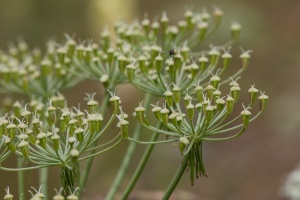 Peucedanum austriacum (Jacq.) W.D.J.Koch