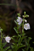 Veronica fruticulosa L.