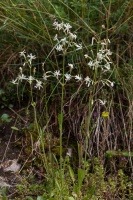 Silene nutans L.