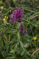 Trifolium rubens L.