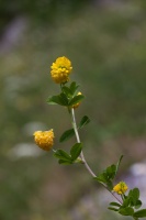 Trifolium aureum Pollich