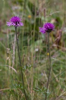 Centaurea scabiosa L.