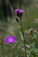 Serratula tinctoria L.