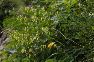 Thalictrum minus L.