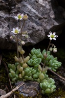 Sedum dasyphyllum L.