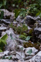 Rumex scutatus L.