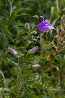 Campanula trachelium L.